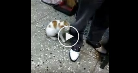Brave Cat Attacks A Father Pretending To Abuse The Kid. Very Protective Kitty !