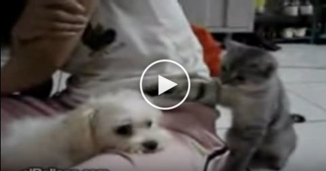 Cat Provoking and Punching a Peaceful Dog. The Dog`s Reaction Is Shocking !