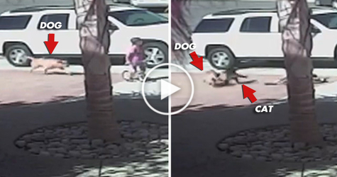 Brave Kitty Saves Kid From BRUTAL Dog Attack. Unbelievable VIDEO !