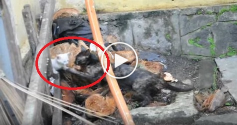 Cat Mom Trying To Save Her Little Kitten. Incredible Video
