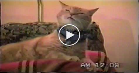 Kitty Shakes Head In the Rhythm Of The Music. Just Amazing !