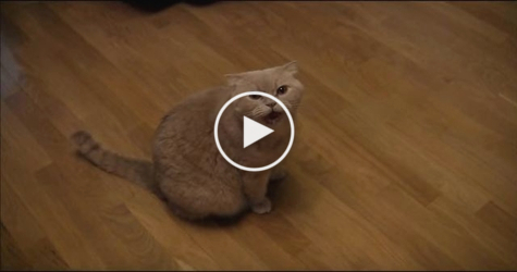 Smart Cat Singing Russian Song With Her Human. Unbelievable Video !