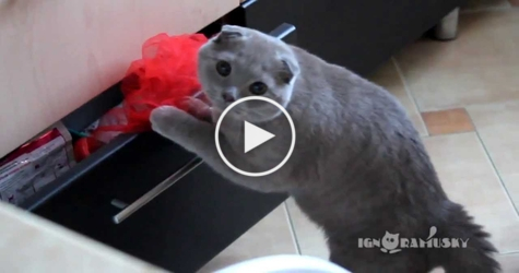 Cat Caught Stealing On the Scene. What She Did Next Is Hilarious !