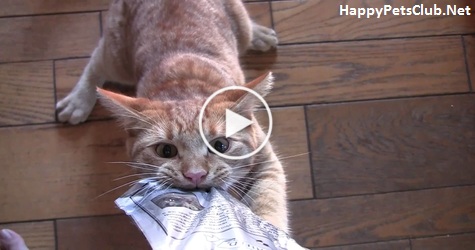 This Cat Easily Turns Into Treat Monster. I Couldn`t Believe My Eyes