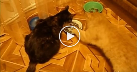 Cats Don`t Want To Eat Together. One Kitty Stole The Plate.