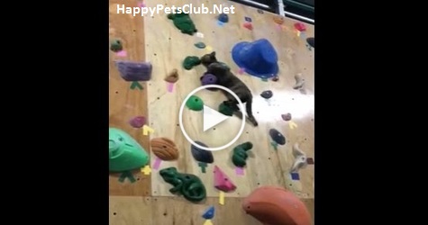 This Amazing Cat Is Climbing Wall , Like A Real Champion.