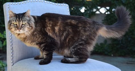 Corduroy, World’s Oldest Cat According To Guinness, Is Presumed Dead at 27