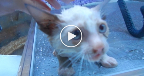 Drowning Kittens Rescued In Last Moment. This Will Melt Your Heart ! Watch Now !