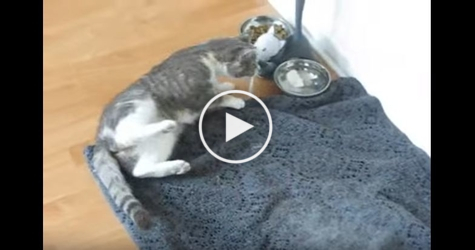 Have You Ever Seen A Drunk Kitty ? Cute Video !