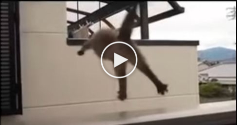 Fat Cat Tries To Jump, But.... The Biggest Fail EVER ! Hilarious Video !