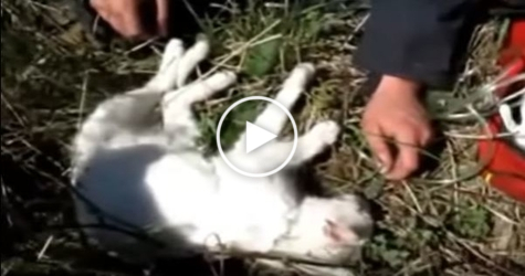 Kind Firefighters Rescued Injured Cat. Heartwarming Video !