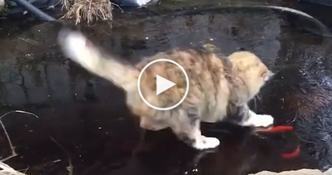 Cute Cat Trying To Catch Fish Under Frozen Lake. Hilarious Video !
