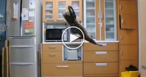 This Cat Will Be The Best Goalkeeper. Just Look At That Incredible Jump !