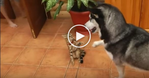 Husky And Kitty Greeting Each Other With Touching Their Paws. Heartwarming VIDEO !