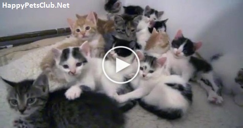 So Many Rescued Kittens In One Room Staring Directly at You. Must Watch !