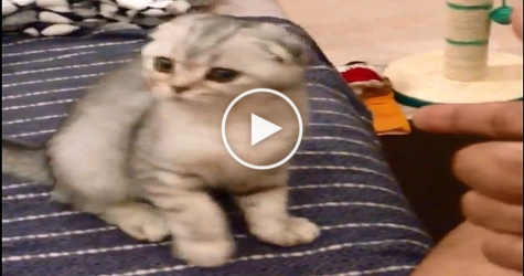 He Shoots An Imaginary Bullet To His Kitty. What Happens Next is Hilarious!