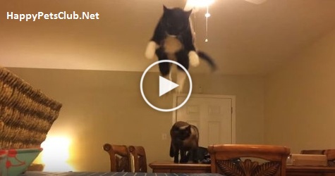 You Won`t Believe Your Eyes. What This Cat Does Is Amazing. Must See