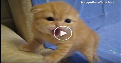 Tiny Kitten Hissing At His Human. Cute Little Buddy. Must Watch