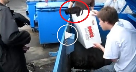 They Rescued Helpless Kitten Left Alone In the Dumpster
