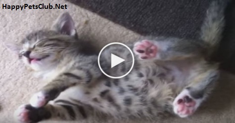 Cute Little Kitten Plays Dead After Fighting With Her Sister. Amazing Video
