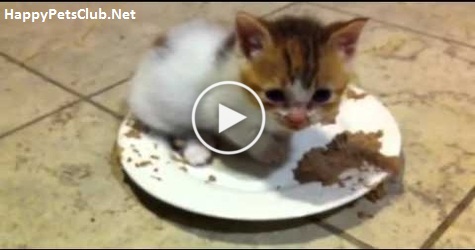 Cute Lovely Kitten Purring In Food. This Video Will Melt Your Heart. Aww