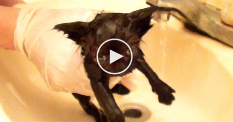 Little Black Kitty`s First Bath. Adorable Moment !