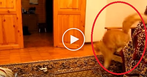 Cute Cat Scared Of Jump Sound of Mario The Game. Watch Now !
