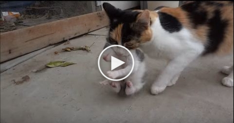 Mom Cat Carries Her Newborn Kitten To a Safe Place. Amazing Video !