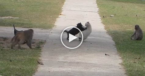 Monkeys Break Up Cat Fight. Incredible Video !