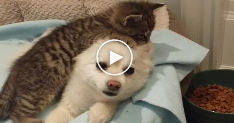 Rescued Little Kitty Loves Pomeranian Dog. Heartwarming Story