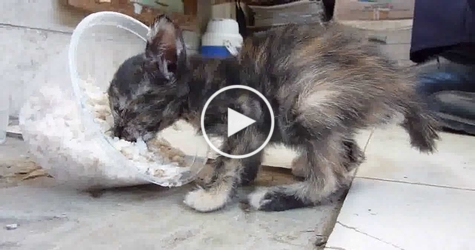 Rescued Poor Kitten Feels Love For The First Time. Incredible Video !