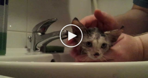 Rescued Abandoned Kitten Enjoying First Bath. Heartwarming Video !