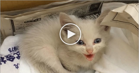They Rescued a Kitten Thrown In Trash Can. One Hour Later... Incredible ...