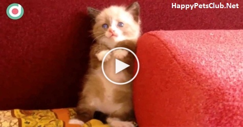 Shy Tiny Kitten Frightened Of Vacuum Cleaner