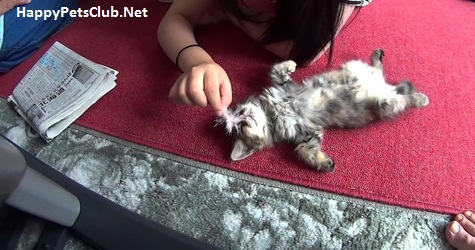 Sweet Kitten Tired Of Playing, Fell Asleep In A Funniest Way EVER.