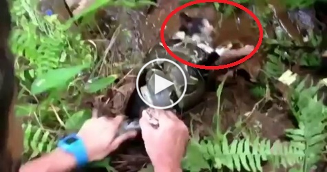 Kind Man Rescued Poor Kitty From Being Eaten Alive By Scary Snake