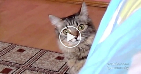 This Kitty Is Clearly Planning Something Evil. Watch Till The End! SCARY !