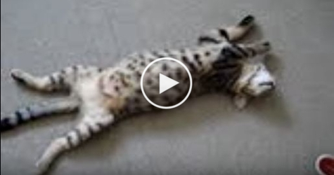 Cute Talking Kitten Plays Dead. You Must See This. LOL