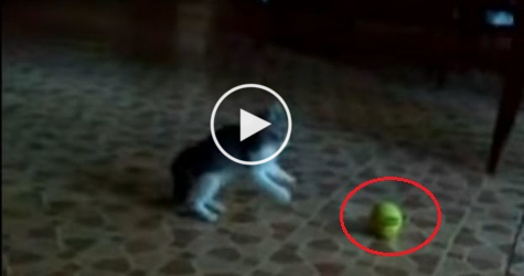 Little Cute Kitty Vs SCARY Thing. You Must See This !