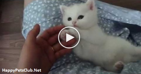Wonderful White Little Kitten Playing With Her Human. Cuteness Overloaded