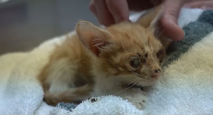 This Is The Saddest Kitten You`ve Ever Seen... But, See The Amazing Transformation !