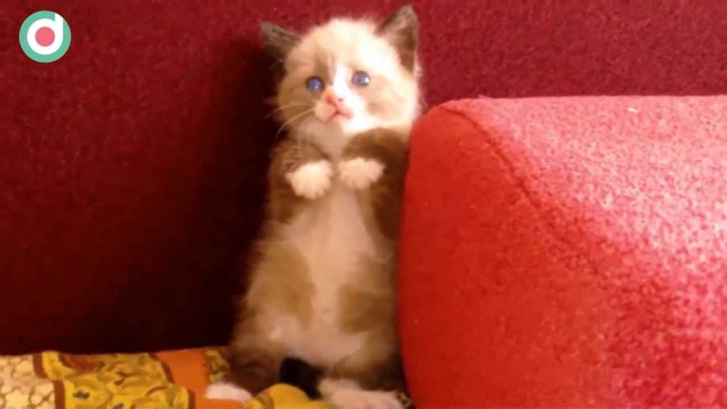 Shy Tiny Kitten Frightened Of Vacuum Cleaner