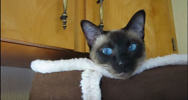 Just Watch How This Cat Reacts, When Her Human Asked Her "Are You Hungry". LOL