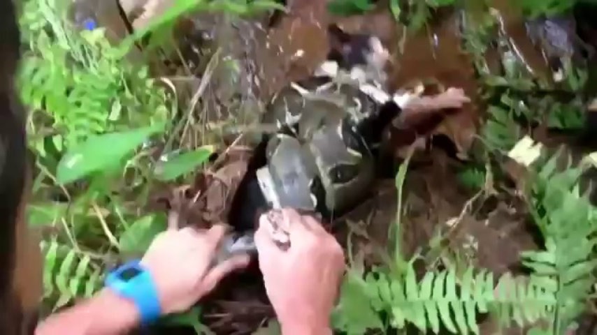 Kind Man Rescued Poor Kitty From Being Eaten Alive By Scary Snake
