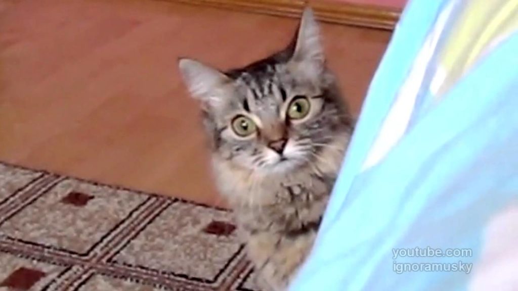 This Kitty Is Clearly Planning Something Evil. Watch Till The End! SCARY !