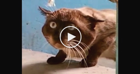 Strange Looking Cat Had The Most Unusual Conversation With Man. Just Amazing !