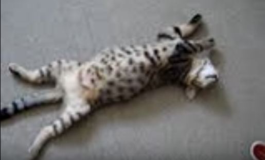 Cute Talking Kitten Plays Dead. You Must See This. LOL 