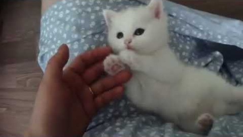 Wonderful White Little Kitten Playing With Her Human. Cuteness Overloaded