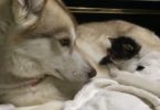 Dog Is Comforting A Little Scared Kitten