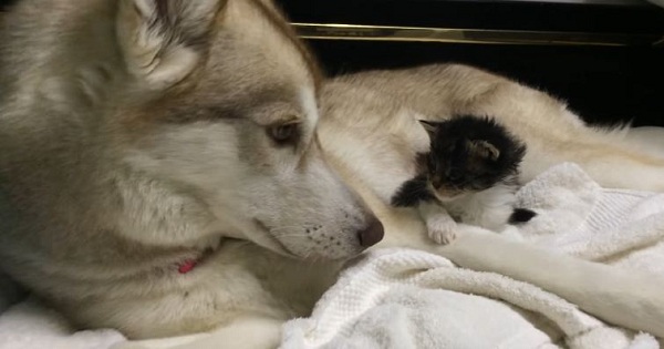 Dog Is Comforting A Little Scared Kitten